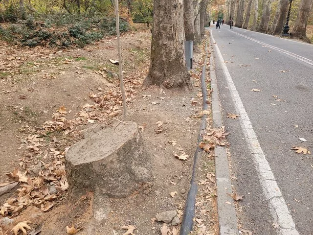 شکایت شهرداری تهران از کاخ سعدآباد به دنبال قطع درختان این مجموعه
