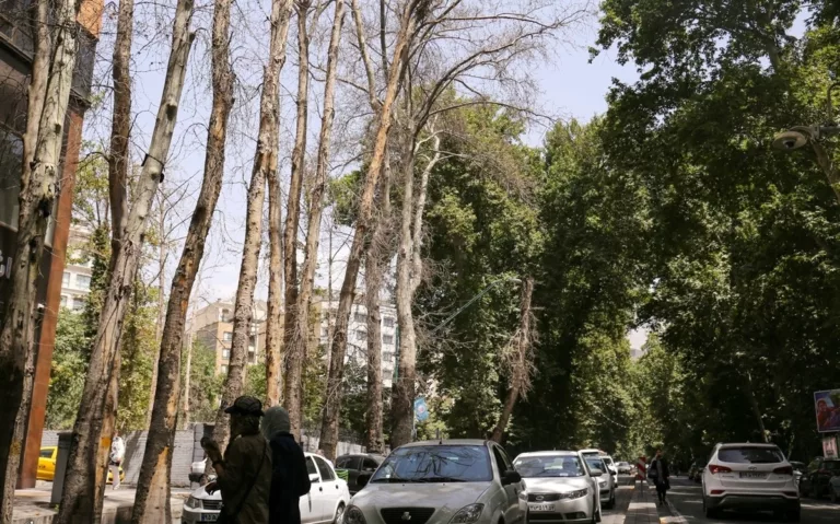 جریمه ۱۱۷ میلیارد تومانی خشک کردن عمدی درختان خیابان ولیعصر (عج)