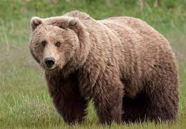 ۳ قلاده خرس قهوه‌ای در کهگیلویه وبویراحمد مشاهده شد