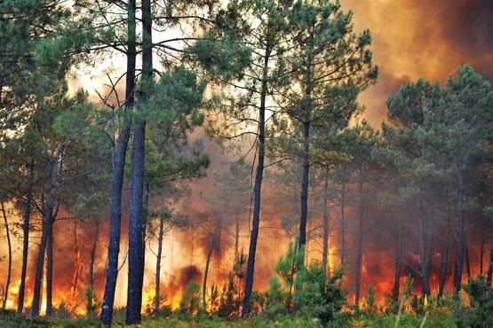 آتش‌سوزی در جنگل‌های لاویج و واز شهرستان نور ادامه دارد