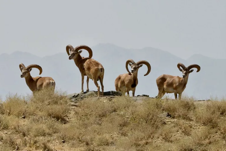 صدور ۶۴ پروانهٔ شکار در مناطق چهارگانه