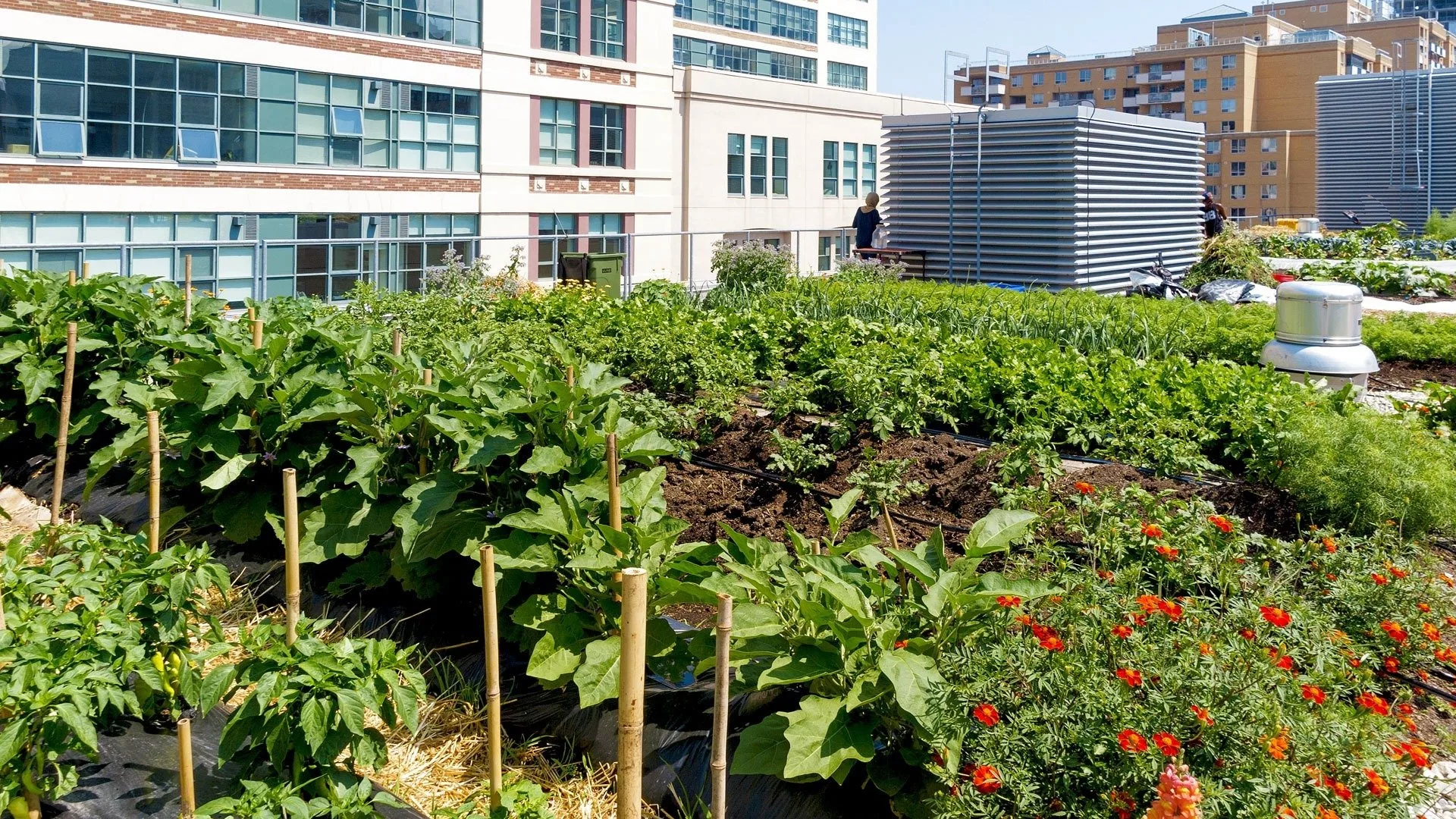 به‌وقت اصلاح مزرعه‌های شهری
