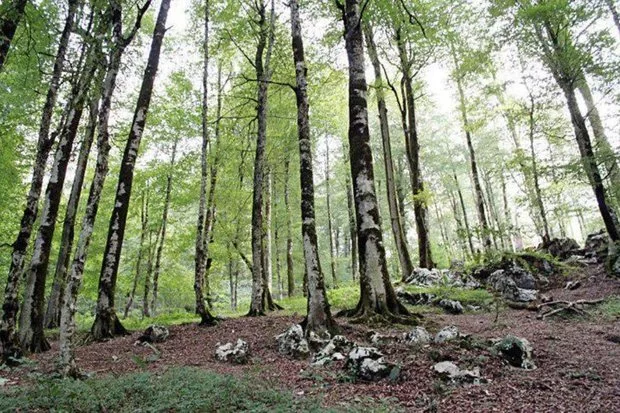 سازمان منابع طبیعی: وضعیت جنگل‌های شمال مناسب است