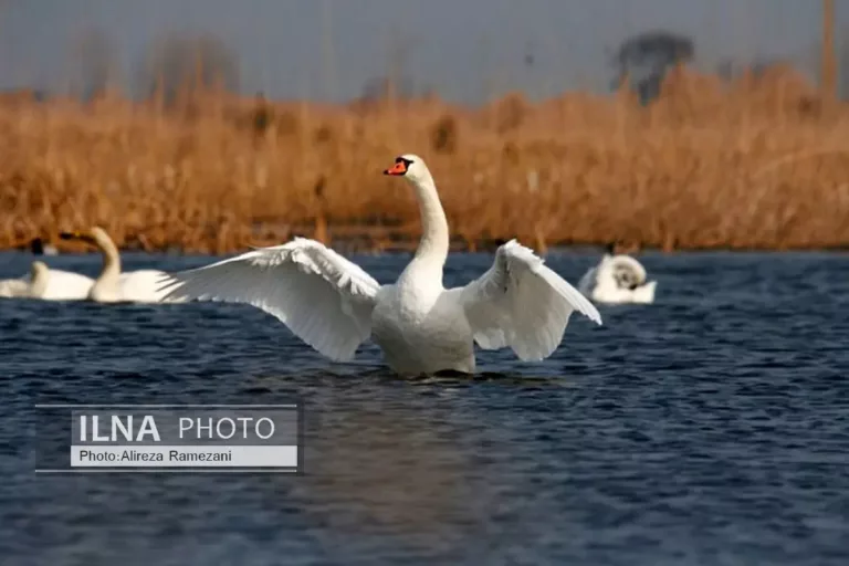 میانکاله جان گرفت