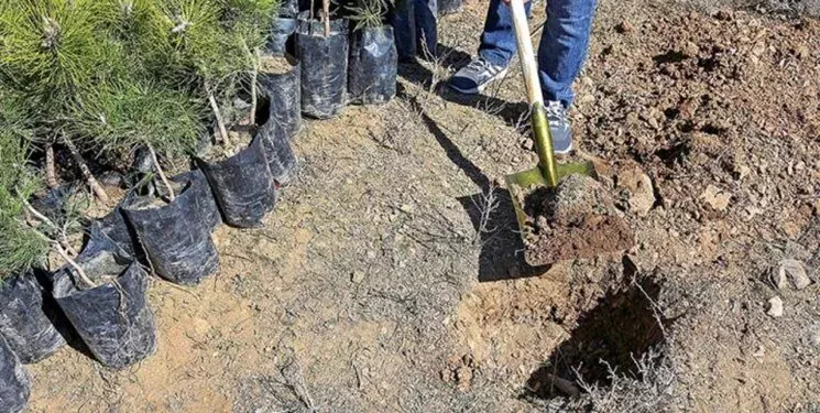 مجرمان در کرمان به جای زندان، درخت می‌کارند