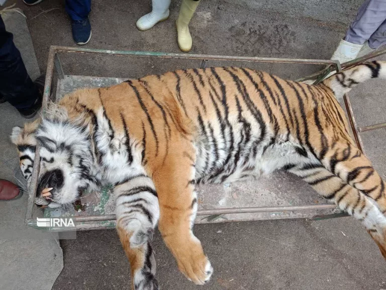 جزئیاتی درباره خفگی ببر ۱۱ ساله‌ی باغ وحش مشهد