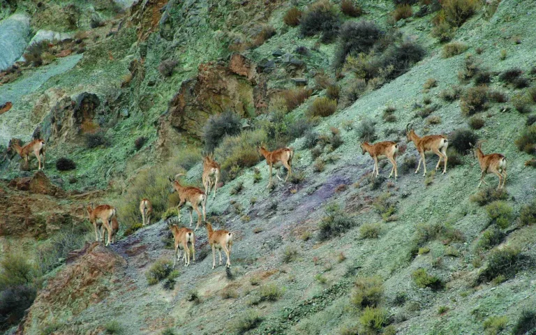 آزمون حفاظت مشارکتی