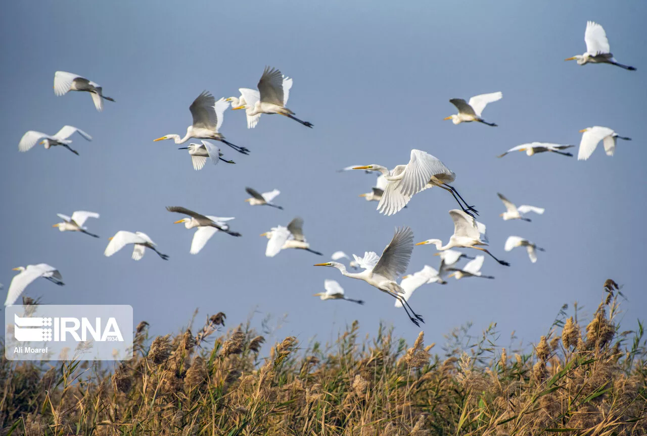 هوش مصنوعی و فناوری ماهواره‌ای به حفاظت پرندگان کمک می‌کند