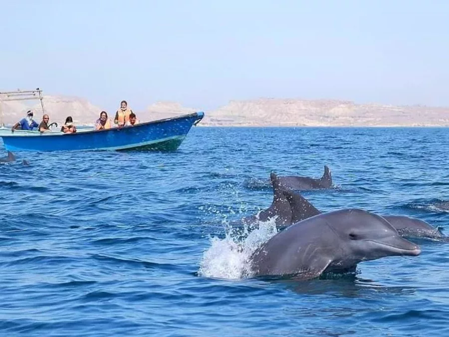دلفین‌های خلیج‌فارس تنها هستند