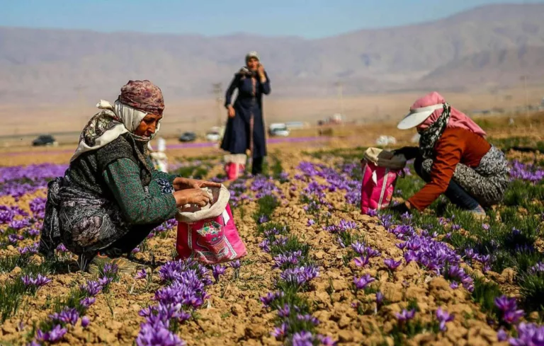 ابتلای زعفران به بیماری پسته و فرش
