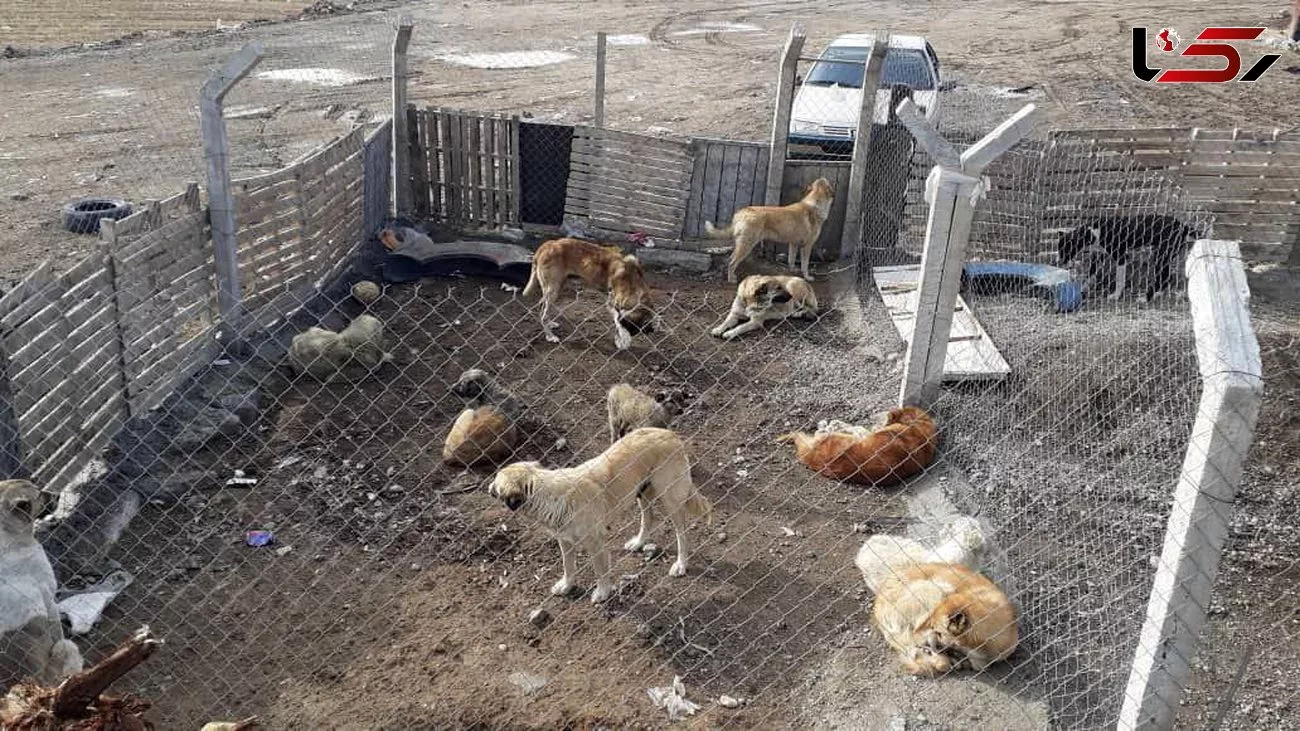 آغاز طرح جمع‌آوری سگ‌های بلاصاحب در شهر پرند