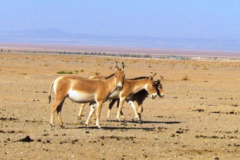  ۱۱ گورخر پارک ملی کویر سمنان در دوره زایش قرار دارند