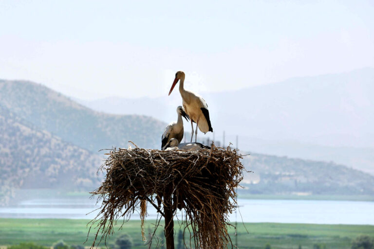 سموم کشاورزی آفت جان پرندگان