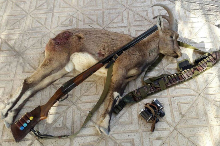 کلاف سردرگم حفاظت