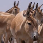 ۱۳ محیطبان حافظ پارک ملی کویر
