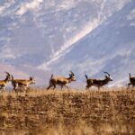 پارک ملی گلستان؛‌ تغییر ساختاری که نتیجه داد
