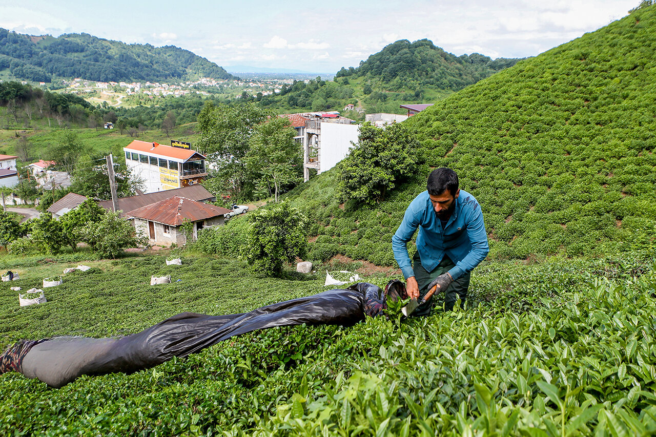 جدال نابرابر ویلاسازی با صنعت چای