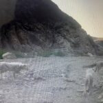 ثبت حضور یک قلاده یوز به همراه ۴ توله در منطقه توران + عکس