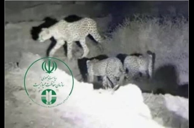 یوزپلنگ