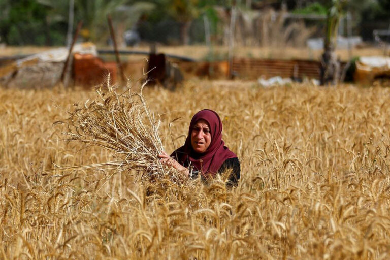 گندم‌کاران در انتظار تحقق وعدۀ دولت