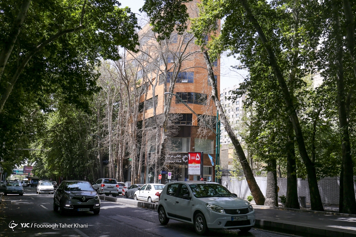 درخت‌کشی در شهر