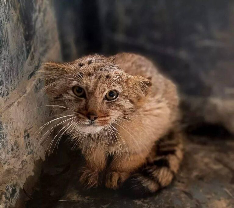 دلیل مرگ همچنان مبهم است