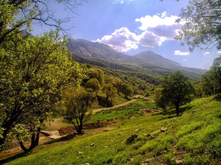 درختان بلوط زاگرس گنجینه‌ای برای حفظ و حراست