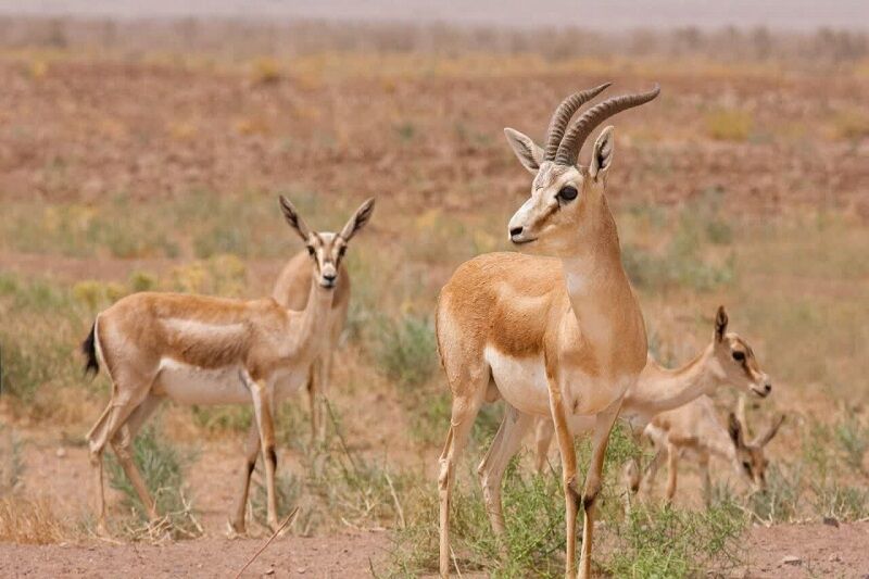 حیات وحش