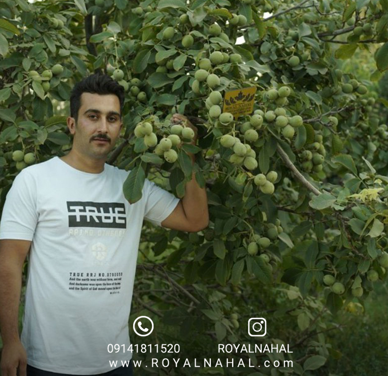 هنر باغبانی: کاشت نهال و مراقبت از آن برای باغی سرسبز