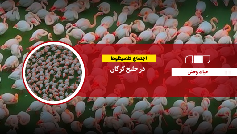 اجتماع فلامینگوها در خلیج گرگان
