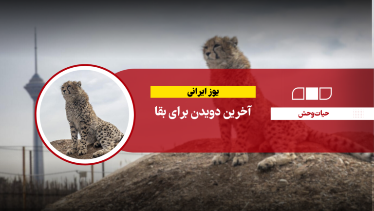 یوز ایرانی، آخرین دویدن برای بقا
