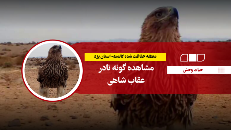 مشاهده گونه نادر عقاب شاهی در منطقه حفاظت شده کالمند- استان یزد