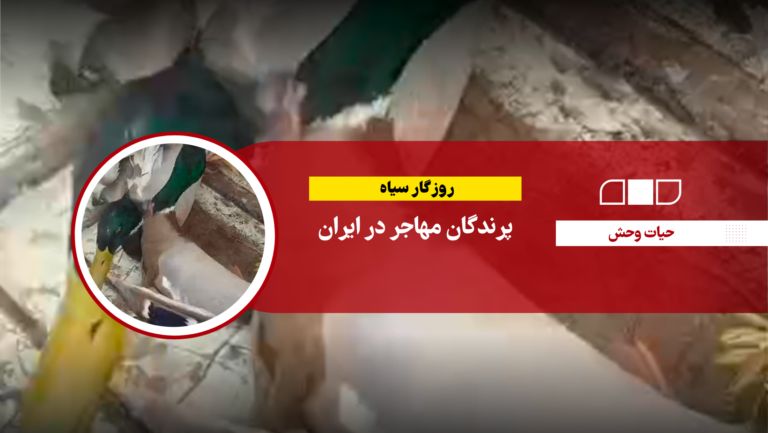روزگار سیاه پرندگان مهاجر در ایران