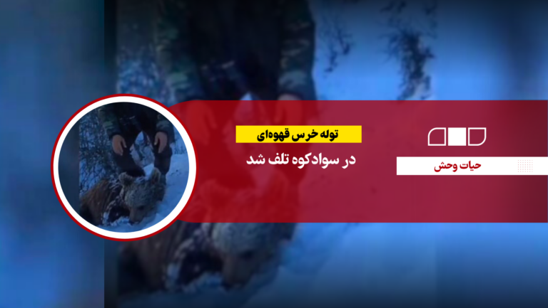 توله خرس قهوه‌ای در سوادکوه تلف شد
