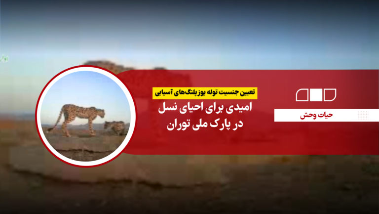 تعیین جنسیت توله یوزپلنگ‌های آسیایی؛ امیدی برای احیای نسل در پارک ملی توران