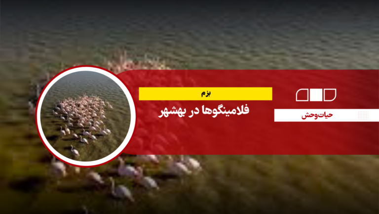  بزم فلامینگوها در بهشهر