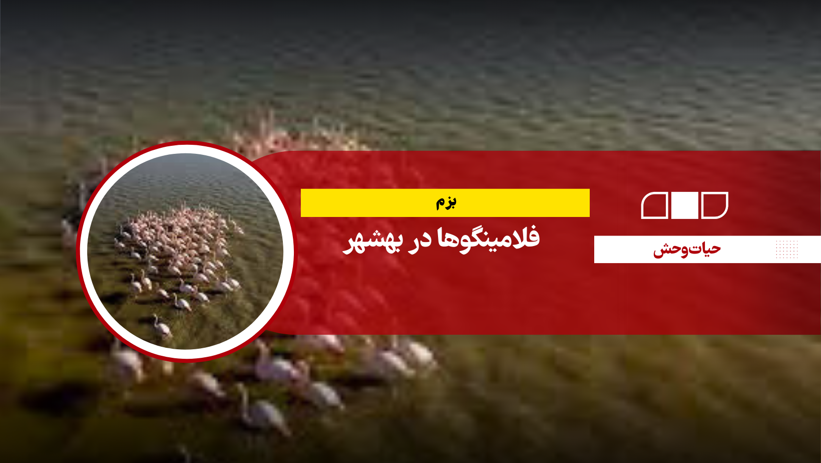  بزم فلامینگوها در بهشهر