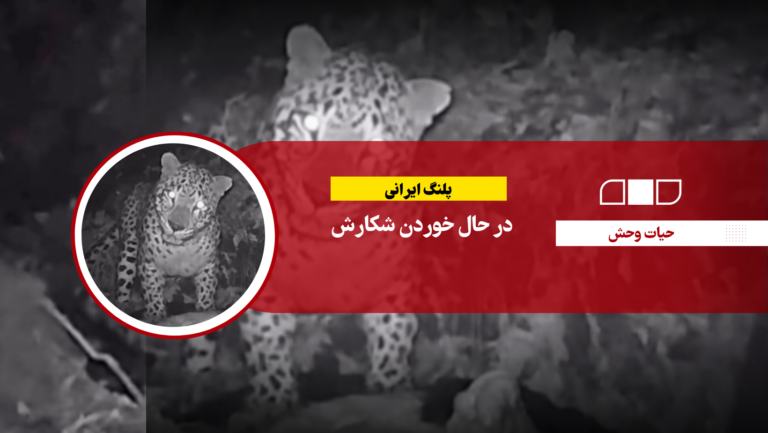 ‎پلنگ ایرانی در حال خوردن شکارش