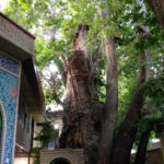 سرنوشت تلخ چنار هزارساله