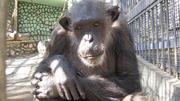 شیرین