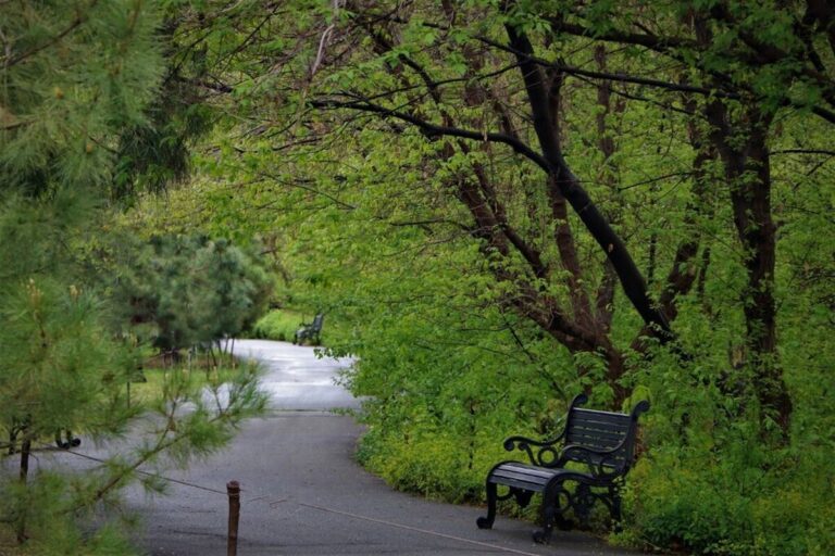 درختان، جان‌‌بخشان خاموش