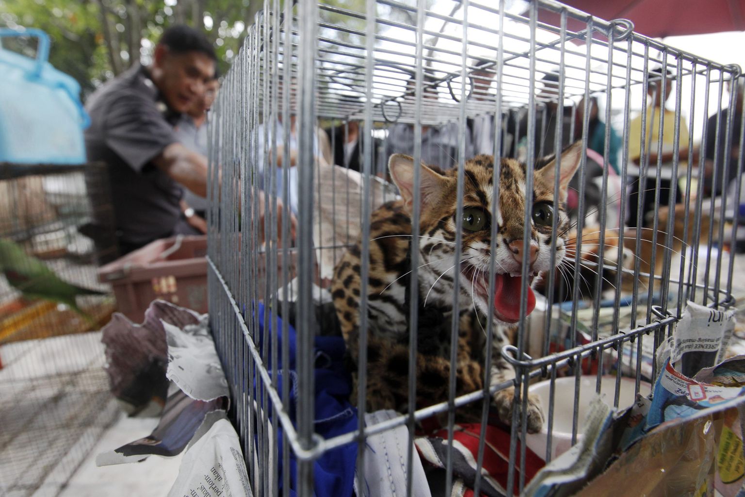 بازار تاریک حیات‌وحش