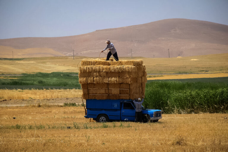 گندم به‌جای نان، علوفه می‌شود