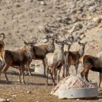 دست کوتاه محیط‌زیست برای حفاظت از تنوع‌‌زیستی
