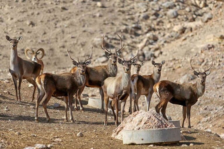 دست کوتاه محیط‌زیست برای حفاظت از تنوع‌‌زیستی
