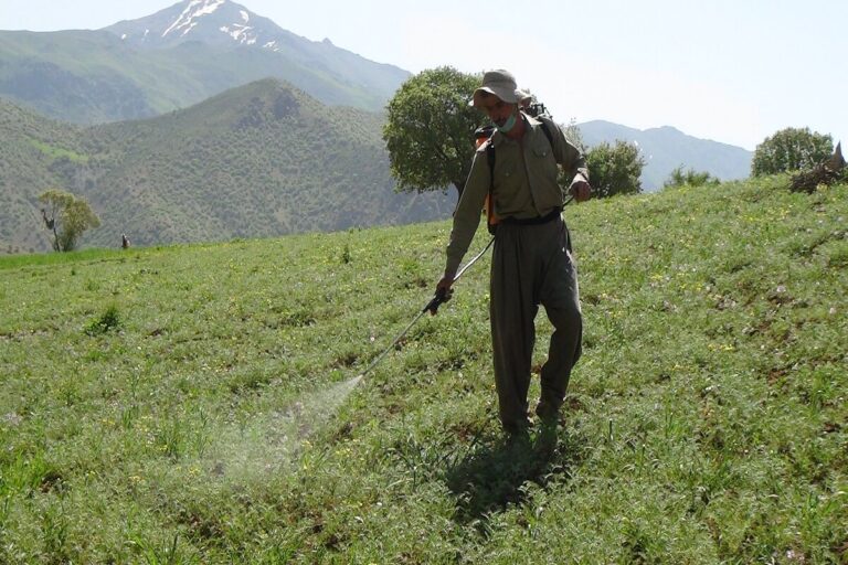 هجوم ملخ‌ها به لرستان تکرار یک غفلت زیست‌محیطی