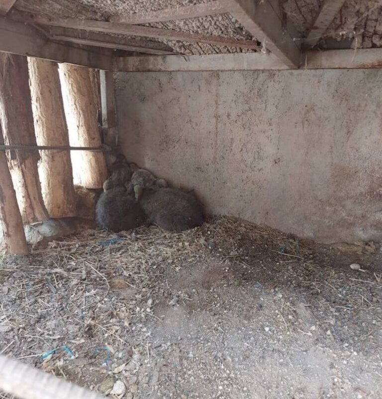 معمای توله خرس پردیسان
