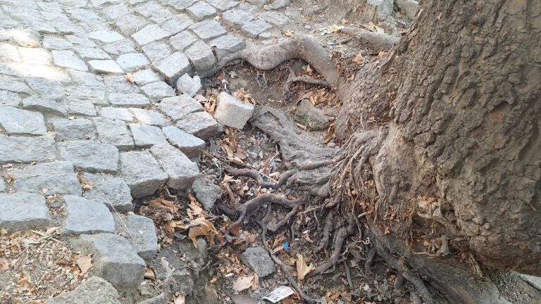 گزارش تصویری: نابودی چنارستان ولیعصر با اجرای پروژه بازسازی جوی