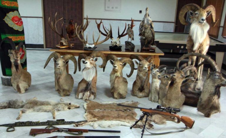 وقتی گوزن زرد ایرانی هم تاکسیدرمی شد