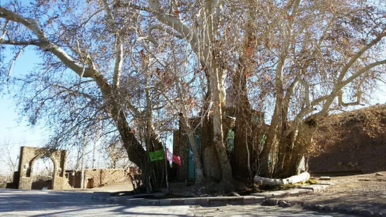 بی‌توجهی به درختان کهنسال سمنان و نابودی آنها